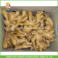 Fresh Ginger Exporter Chinese Ginger 250g jusqu&#39;à 13.6kg Boîte en PVC